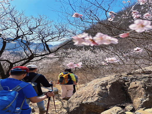 【望宝川徒步1日】百里丹霞千顷桃云の望宝川-东水峪桃花海环线10公里<初级> 商品图4