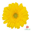 非洲菊 XS 加洛特10枝一扎 商品缩略图2
