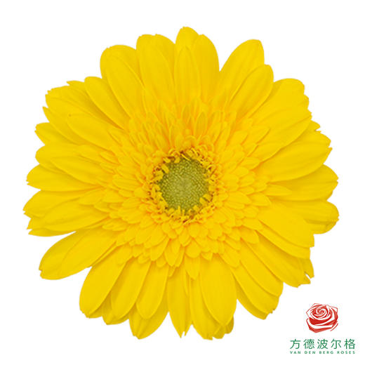 非洲菊 XS 加洛特10枝一扎 商品图2