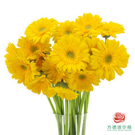 非洲菊 XS 加洛特10枝一扎