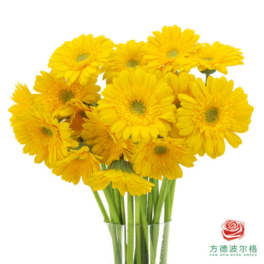 非洲菊 XS 加洛特10枝一扎 商品图0