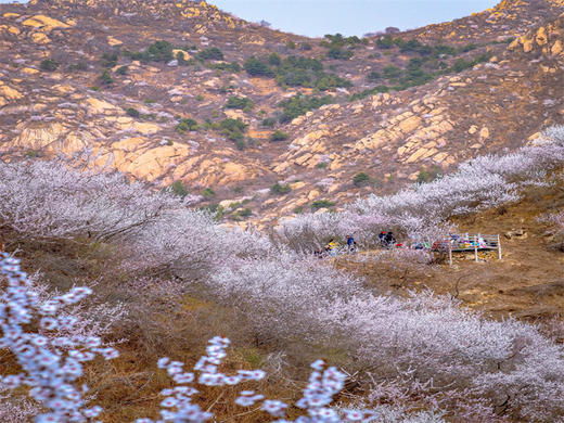 【望宝川徒步1日】百里丹霞千顷桃云の望宝川-东水峪桃花海环线10公里<初级> 商品图5