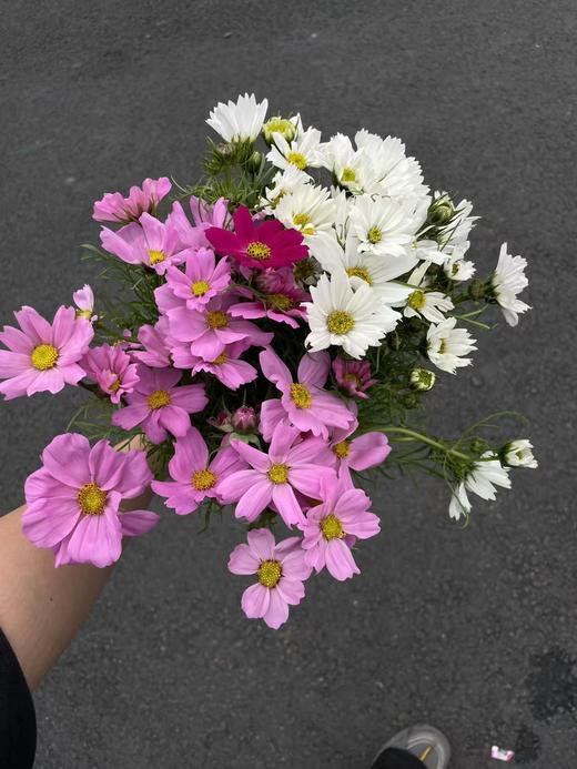 小众稀有格桑花鲜切花一扎 商品图5