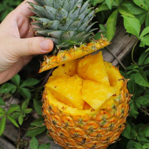 【顺丰/京东】海南树上熟芒果凤梨  凤梨菠萝 金芒香甜多汁 新鲜水果 - ATX 商品图1