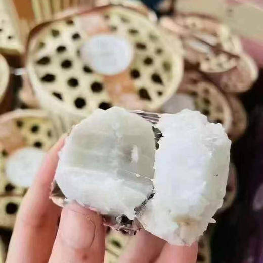 三胖红芽芋 商品图0