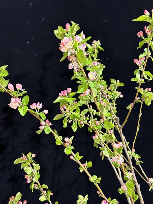 精品花材苹果花鲜切枝条 商品图6