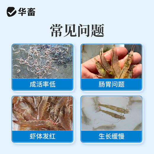 华畜虾大个水产养殖龙虾南美白对虾青沼虾生长催长素增采食虾大壮 商品图1