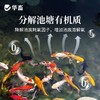华畜粪硫菌改底颗粒水产养殖调水解毒改底地衣枯草芽孢杆菌底改王 商品缩略图3