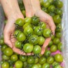 小青番小番茄不打膨大剂 自然成熟  3斤装 商品缩略图1