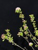精品花材苹果花鲜切枝条 商品缩略图5