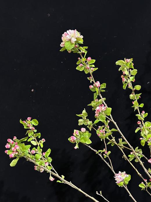 精品花材苹果花鲜切枝条 商品图5