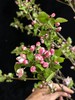 精品花材苹果花鲜切枝条 商品缩略图7