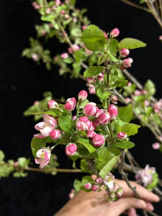 精品花材苹果花鲜切枝条 商品图7