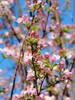 精品花材苹果花鲜切枝条 商品缩略图1