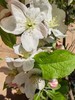 精品花材苹果花鲜切枝条 商品缩略图3