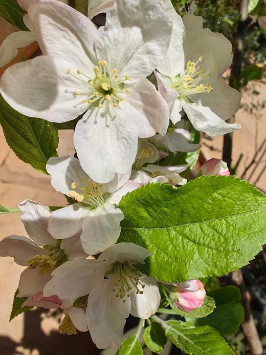 精品花材苹果花鲜切枝条 商品图3