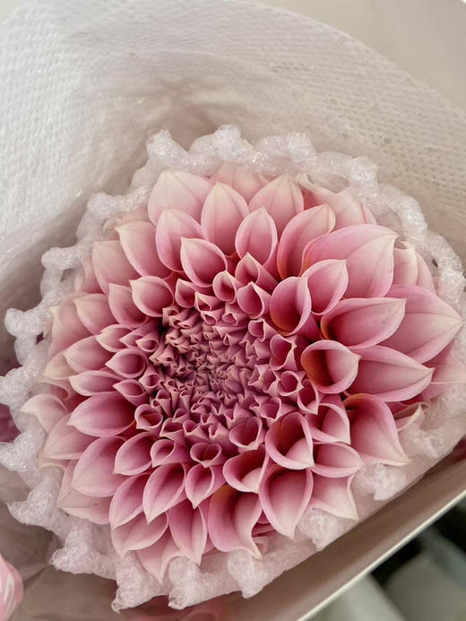 国产大丽花-【粉桃子】月琪 商品图1