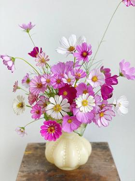 小众稀有格桑花鲜切花一扎