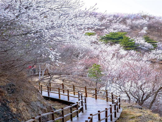 【望宝川徒步1日】百里丹霞千顷桃云の望宝川-东水峪桃花海环线10公里<初级> 商品图1