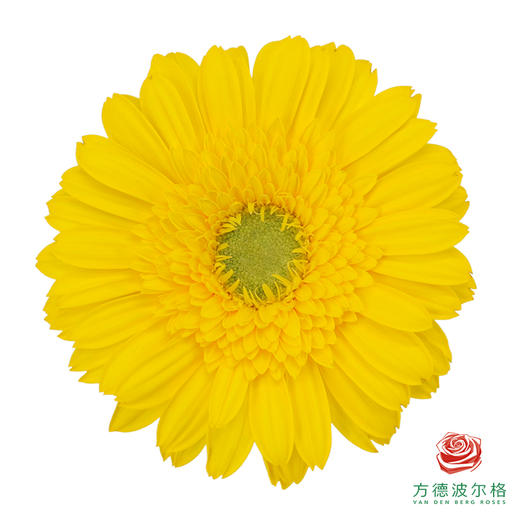 非洲菊 XS 加洛特10枝一扎 商品图5