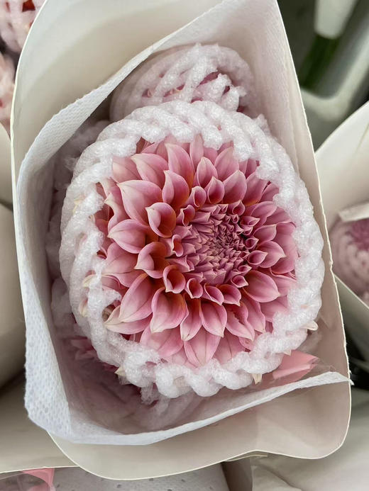 国产大丽花-【粉桃子】月琪 商品图2