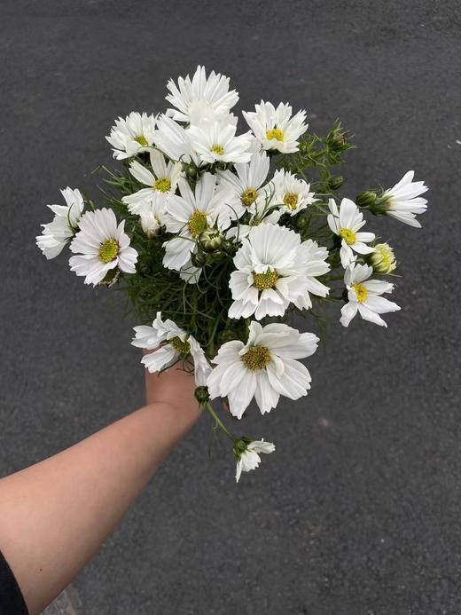 小众稀有格桑花鲜切花一扎 商品图10