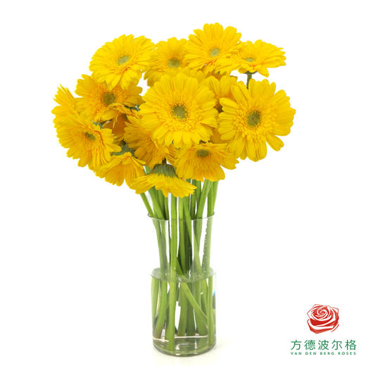 非洲菊 XS 加洛特10枝一扎 商品图4