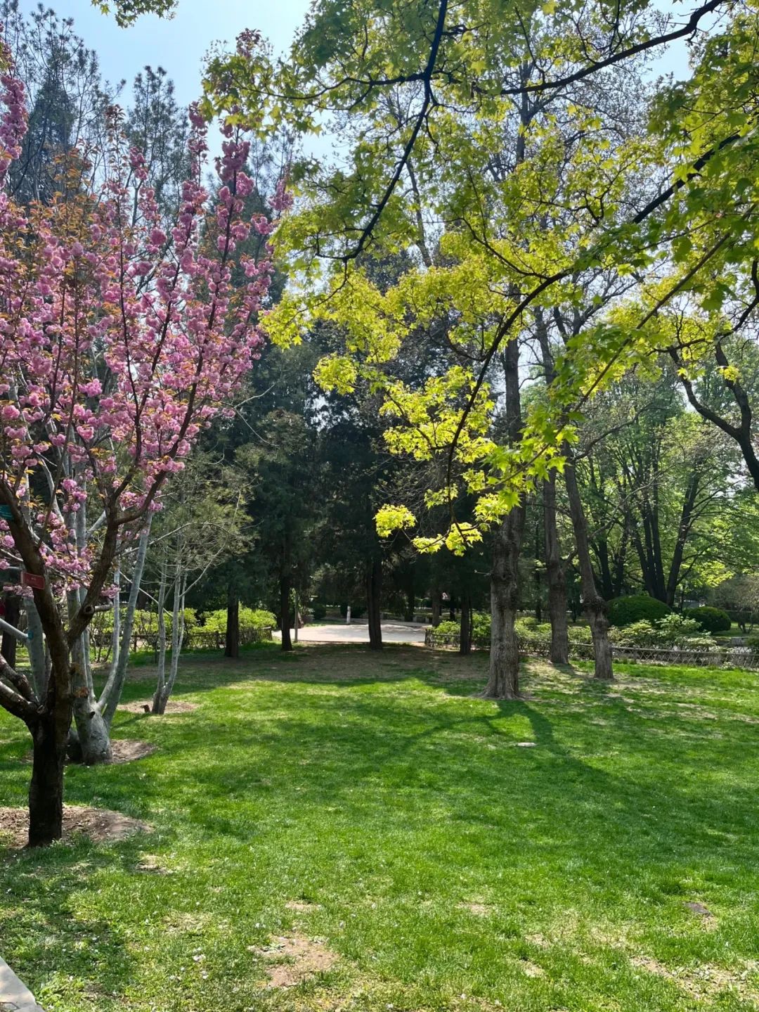 【博物通识】清明 观鸟-4.6上午青年湖和柳荫公园 4.6下午地坛公园