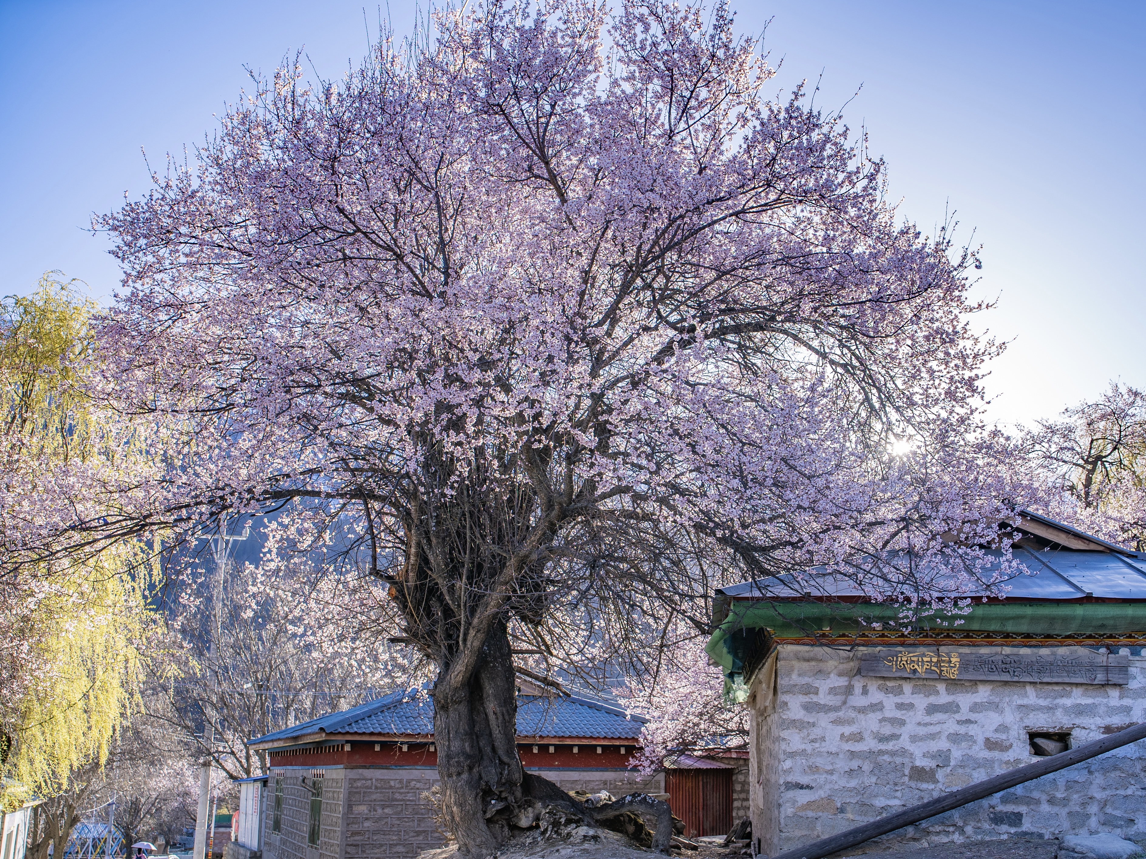 藏南春归 | 林芝雪山桃花 7日西藏之旅