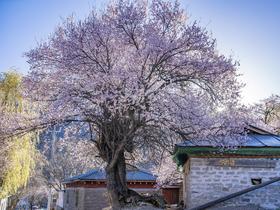 藏南春归 | 林芝雪山桃花 7日西藏之旅