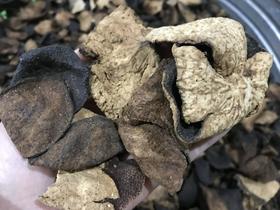 仙蒙 老陈皮自然陈 10年 500克  1kg