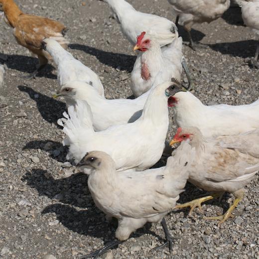 【外地（主城区外）订单链接，顺丰发货】郧阳白桑关白羽乌鸡（1年左右）单只杀完净重2.2~2.5斤左右 商品图3