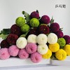 乒乓菊花多色可选鲜切花10支 商品缩略图0