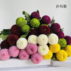 乒乓菊花多色可选鲜切花10支