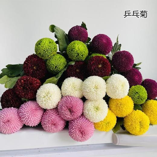 乒乓菊花多色可选鲜切花10支 商品图0