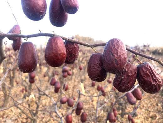 新疆和田枣王，俗话说一日吃三枣红颜不老!新疆源产地，自然成熟，树上风干，水洗晾晒，无打蜡、无染、无泡、无硫磺熏蒸,原生态；甜蜜香郁，肉质细腻，含糖量高！500克/盒 商品图3