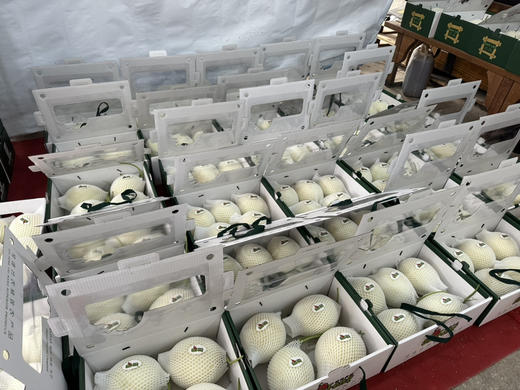 牛奶蜜瓜（10斤装）128包邮 商品图3