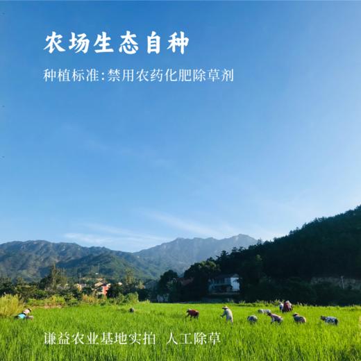 【2025年秋收】谦益香畴玉针香5斤 谦益虚心谷农场 山地冷泉灌溉 自然农耕 米粒似针 晶莹如玉 米香浓厚“超泰米” 商品图4