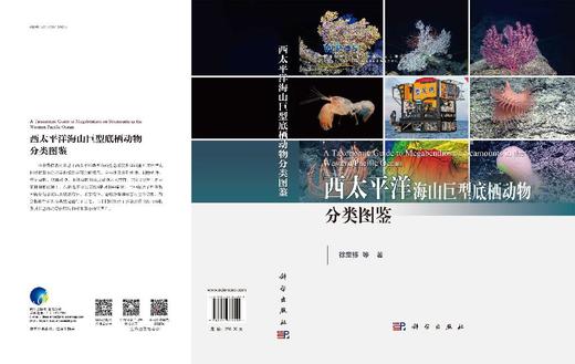 西太平洋海山巨型底栖动物分类图鉴 商品图3