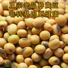 【食品】云南本地黄豆正宗老品种黄豆非转基因更健康500克/袋真空包装 商品缩略图1