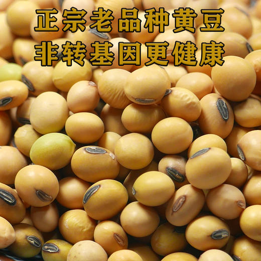 【食品】云南本地黄豆正宗老品种黄豆非转基因更健康500克/袋真空包装 商品图1
