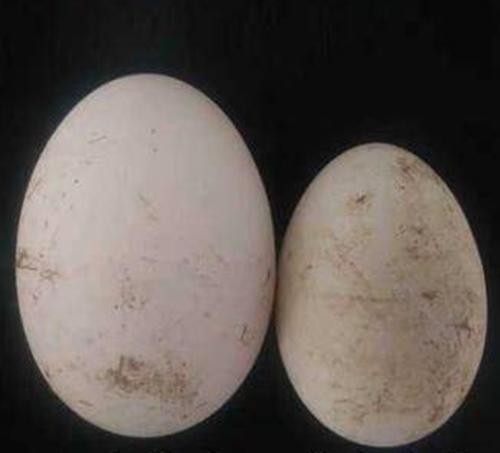 天然散养生态鹅蛋  （狮头鹅蛋和白鹅蛋两个品种）全国配送（偏远地区除外） 商品图2