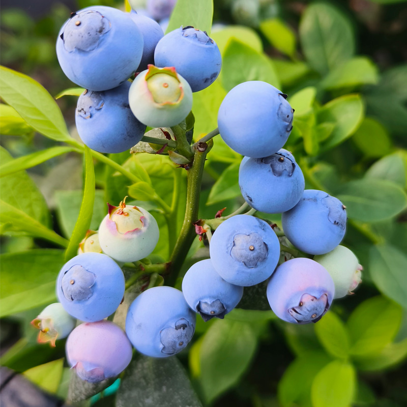 【72小时发货】基地直发 | 古楼子生态蓝莓 | 辽宁丹东