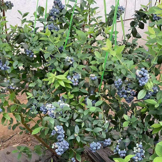 【72小时发货】基地直发 | 古楼子生态蓝莓 | 辽宁丹东 商品图2