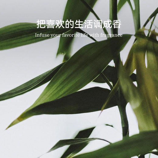 无火香薰丨风动竹林香薰 清平乐系列藤条扩香清新室内持久增香无火香薰生日生日礼物 商品图3