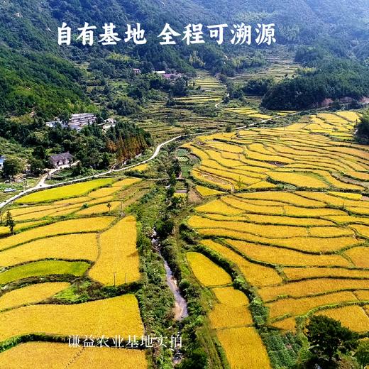 【2025年秋收】谦益香畴玉针香5斤 谦益虚心谷农场 山地冷泉灌溉 自然农耕 米粒似针 晶莹如玉 米香浓厚“超泰米” 商品图3