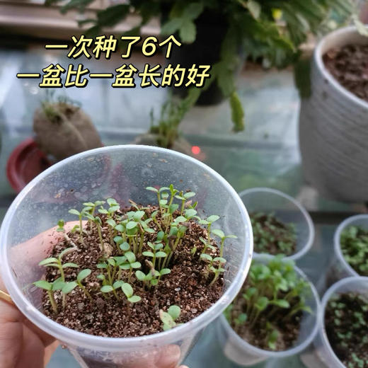 【10盒限定植物盲盒】小学生DIY创意蛇年盆栽迷你桌面绿植 儿童礼物 种植吧春天植物 商品图5