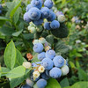 【72小时发货】基地直发 | 古楼子生态蓝莓 | 辽宁丹东 商品缩略图1
