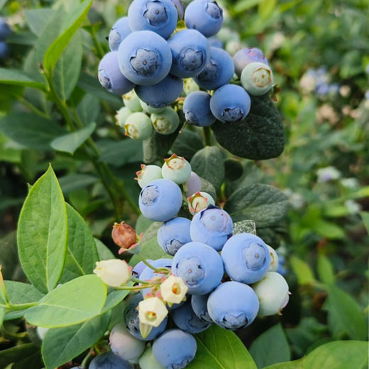 【72小时发货】基地直发 | 古楼子生态蓝莓 | 辽宁丹东 商品图1