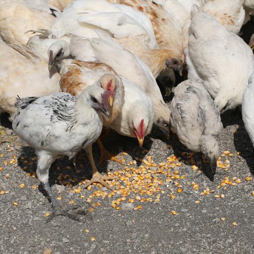 【外地（主城区外）订单链接，顺丰发货】郧阳白桑关白羽乌鸡（1年左右）单只杀完净重2.2~2.5斤左右 商品图4